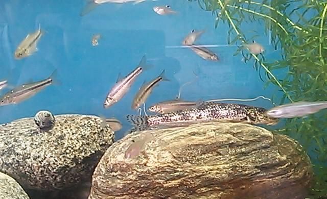 用水路に閉じ込められた魚たち 山本節 用水路に閉じ込められた魚たち 山本節