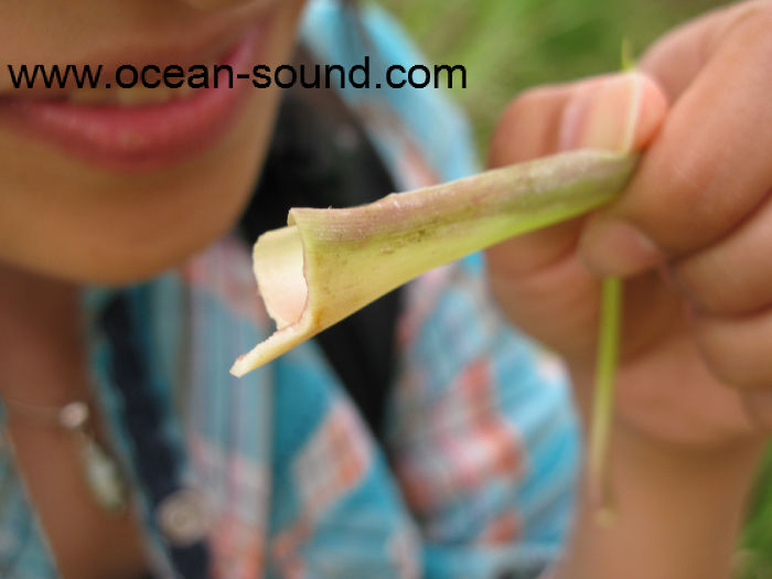 コタキンバルの植物 レモングラス 虫よけに コタキナバル ボルネオ島の現地 観光情報ブログ