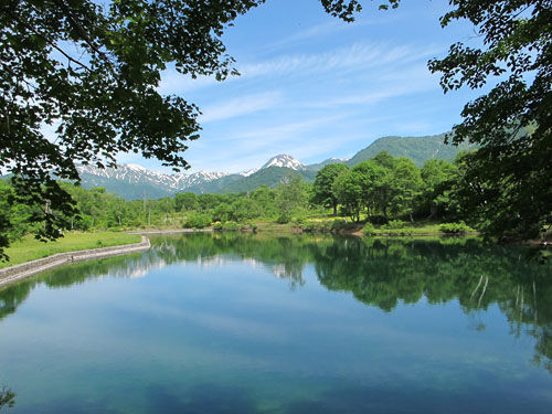 春の笹ヶ峰高原 牧場花めぐり 妙高自然ソムリエ 春の笹ヶ峰高原 牧場花めぐり 妙高自然ソムリエ