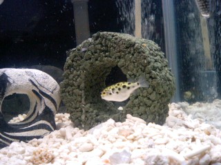 エコバイオ ブロック使用後のお客様からの評価 鯉 金魚 熱帯魚 アロワナなどの淡水魚の水槽 や浄化槽が 投入後2 3日できれいになるエコバイオ ブロック エコバイオ ブロック使用後のお客様からの評価 鯉 金魚 熱帯魚 アロワナなどの淡水魚の水槽 や浄化槽が 投入後2 3日できれいになるエコバイオ ブロック