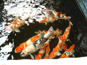 エコバイオ ブロック使用後のお客様からの評価 鯉 金魚 熱帯魚 アロワナ などの淡水魚の水槽や浄化槽が 投入後2 3日できれいになるエコバイオ ブロック エコバイオ ブロック使用後のお客様からの評価 鯉 金魚 熱帯魚 アロワナ などの淡水魚の水槽や浄化槽が 投入後2 3日できれいになるエコバイオ ブロック