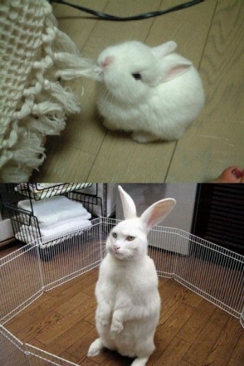 動物の笑える画像 付之一笑的ブログ 動物の笑える画像 付之一笑的ブログ