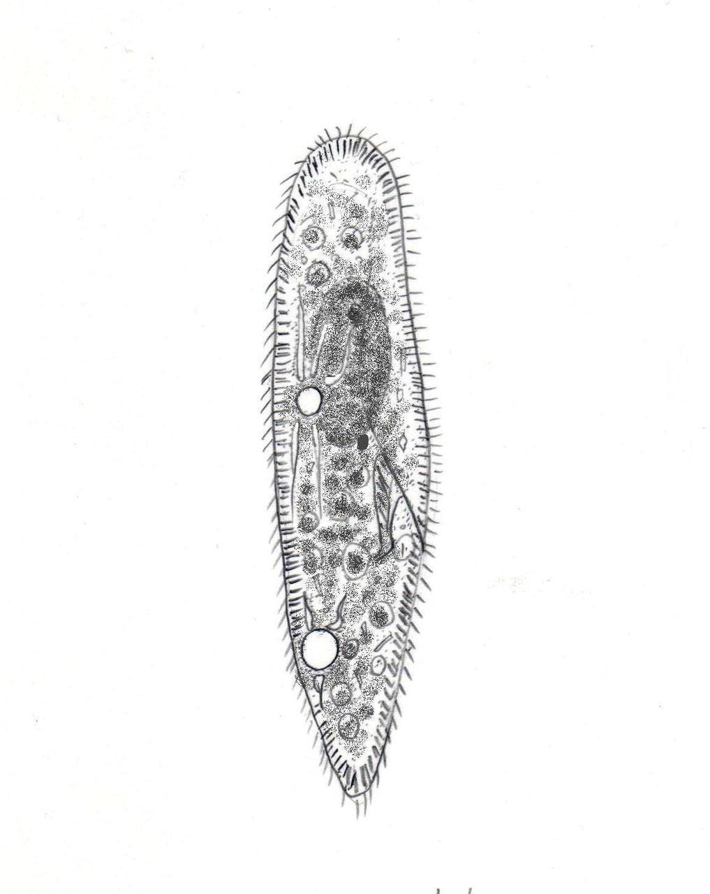 Paramecium Caudatum ゾウリムシ 滴虫界 Infusorian World Ciliates Amoebae Flagellates ｅｔｃ