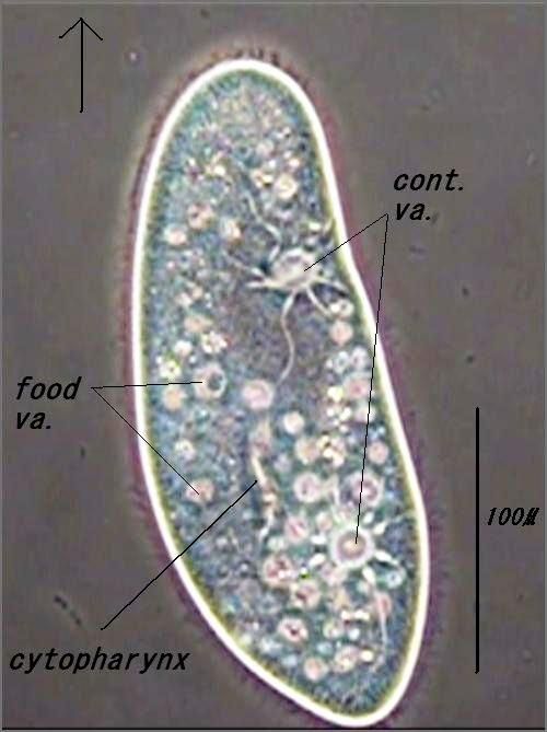 滴虫界 (Infusorian World）Ciliates，Amoebae，Flagellates，etc... : バクテリオフィーダー