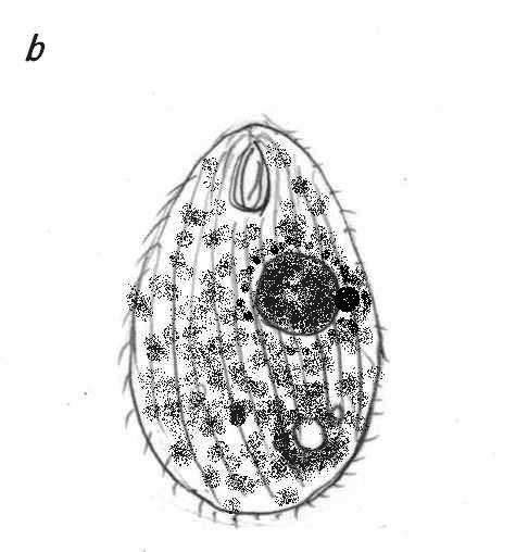 滴虫界 (Infusorian World）Ciliates，Amoebae，Flagellates，etc... : tetrahymena
