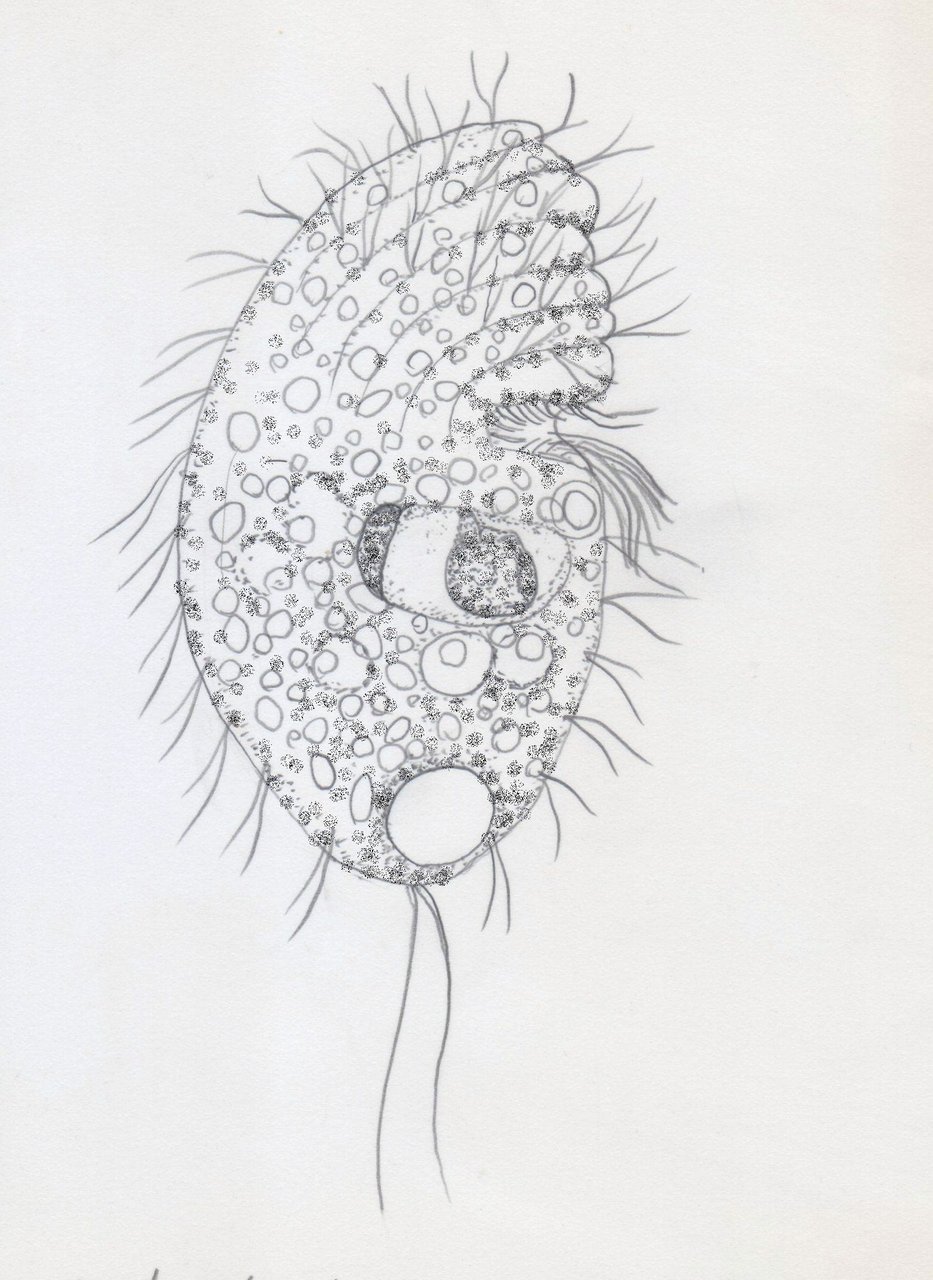 滴虫界 Infusorian World Ciliates Amoebae Flagellates ｅｔｃ Trichostomata 毛口亜目