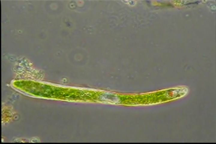 滴虫界 (Infusorian World）Ciliates，Amoebae，Flagellates，etc... : 鞭毛虫