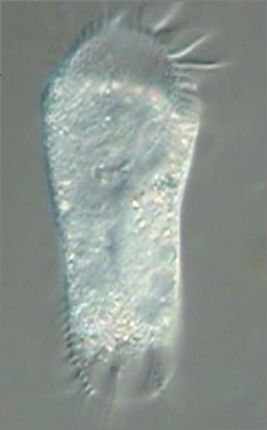 滴虫界 (Infusorian World）Ciliates，Amoebae，Flagellates，etc... : Stylonychia ...