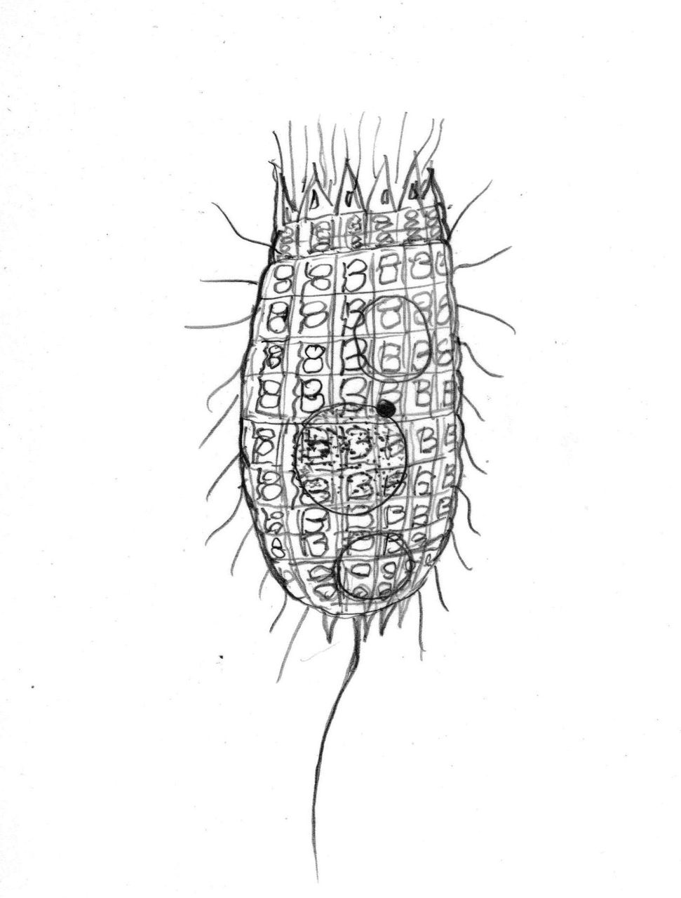 Coleps Hirtus Hirtus ヨロイミズケムシ コレプス類 滴虫界 Infusorian World Ciliates Amoebae Flagellates ｅｔｃ
