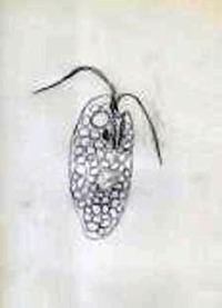 滴虫界 (Infusorian World）Ciliates，Amoebae，Flagellates，etc... : Chilomonas ...