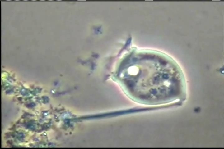 滴虫界 (Infusorian World）Ciliates，Amoebae，Flagellates，etc... : バクテリオフィーダー