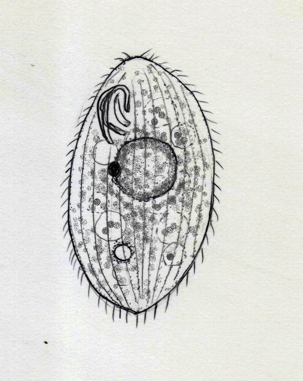 滴虫界 (Infusorian World）Ciliates，Amoebae，Flagellates，etc... : Glaucoma ...