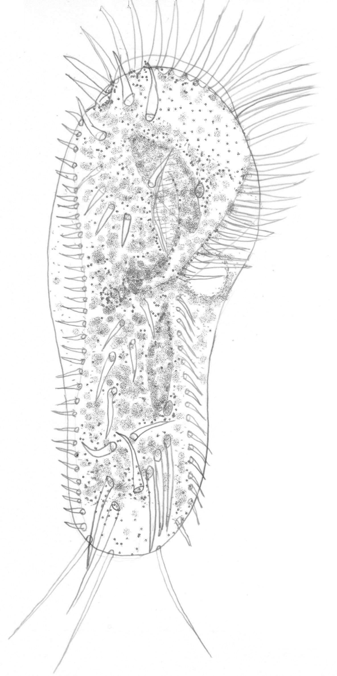 滴虫界 (Infusorian World）Ciliates，Amoebae，Flagellates，etc... : Stylonychia ...
