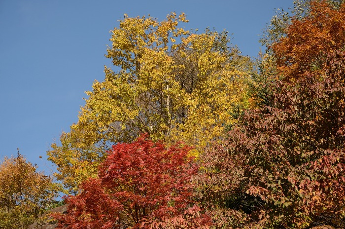 DSC_7290