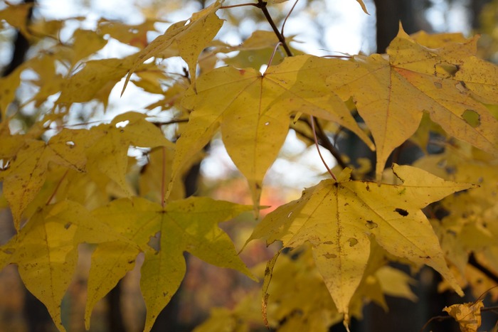 DSC_1964a