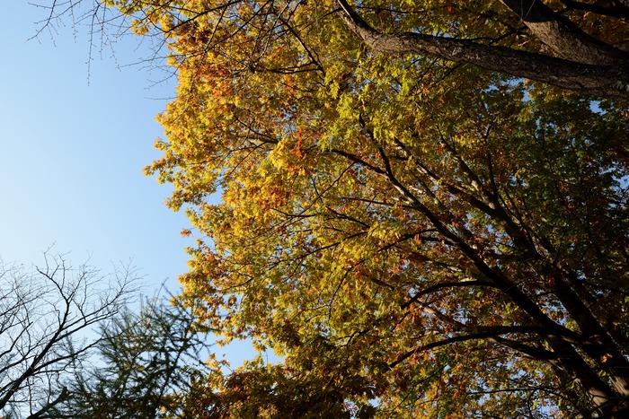 DSC_1894a