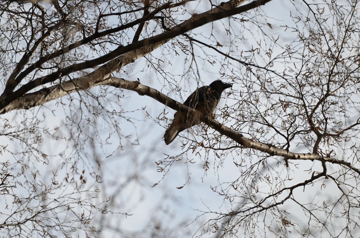 DSC_0927a