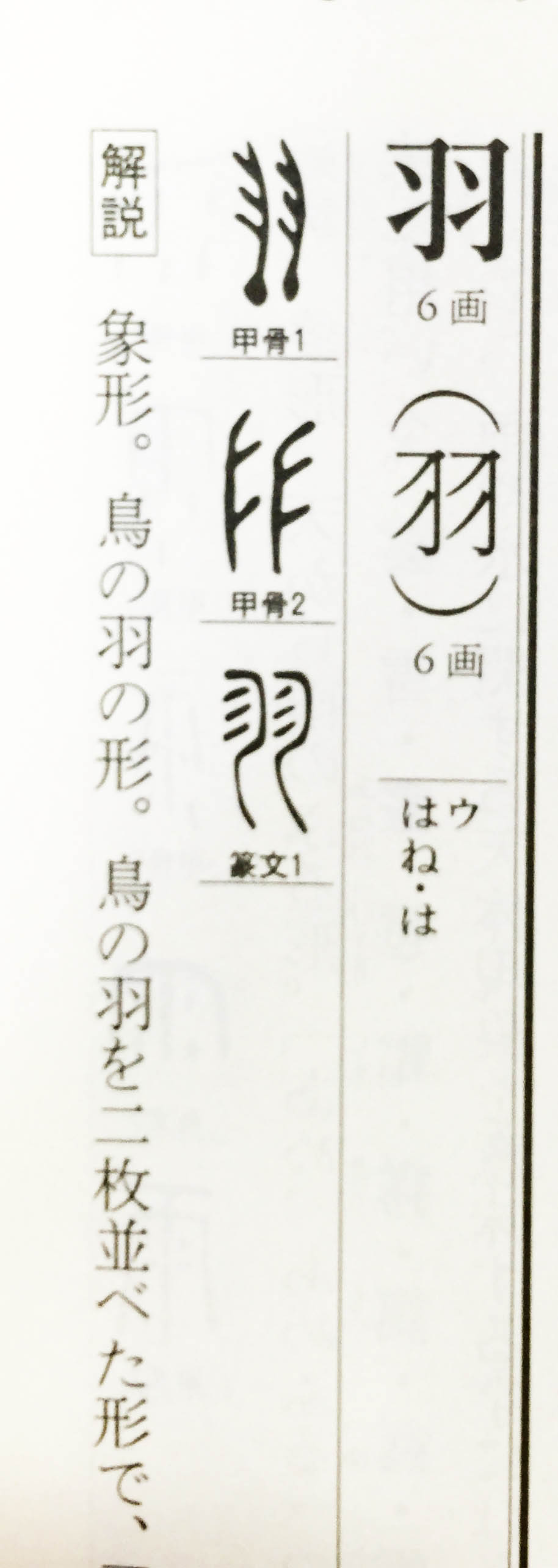 象形文字はおもしろい 2 流れをくむ篆書体は今でも印鑑によく使われます 羽という字 いんかん生活のblog