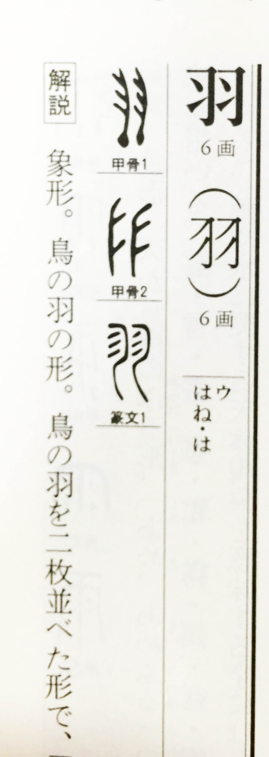 象形文字はおもしろい 2 流れをくむ篆書体は今でも印鑑によく使われます 羽という字 いんかん生活のblog 象形文字はおもしろい 2 流れをくむ篆書体は今でも印鑑によく使われます 羽という字 いんかん生活のblog