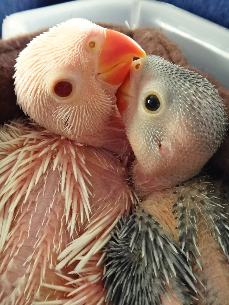 窒息による殺処分 知らなかったでは済まされない現状 インコの里親募集 ぺっとのおうち インコまとめ森 空も飛べるはず 鳥だもの 窒息による殺処分 知らなかったでは済まされない現状 インコの里親募集 ぺっとのおうち インコまとめ森 空も飛べるはず 鳥だもの