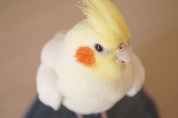 ふがふが オカメインコいい匂い インコまとめ森 空も飛べるはず 鳥だもの
