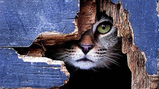 cat01289