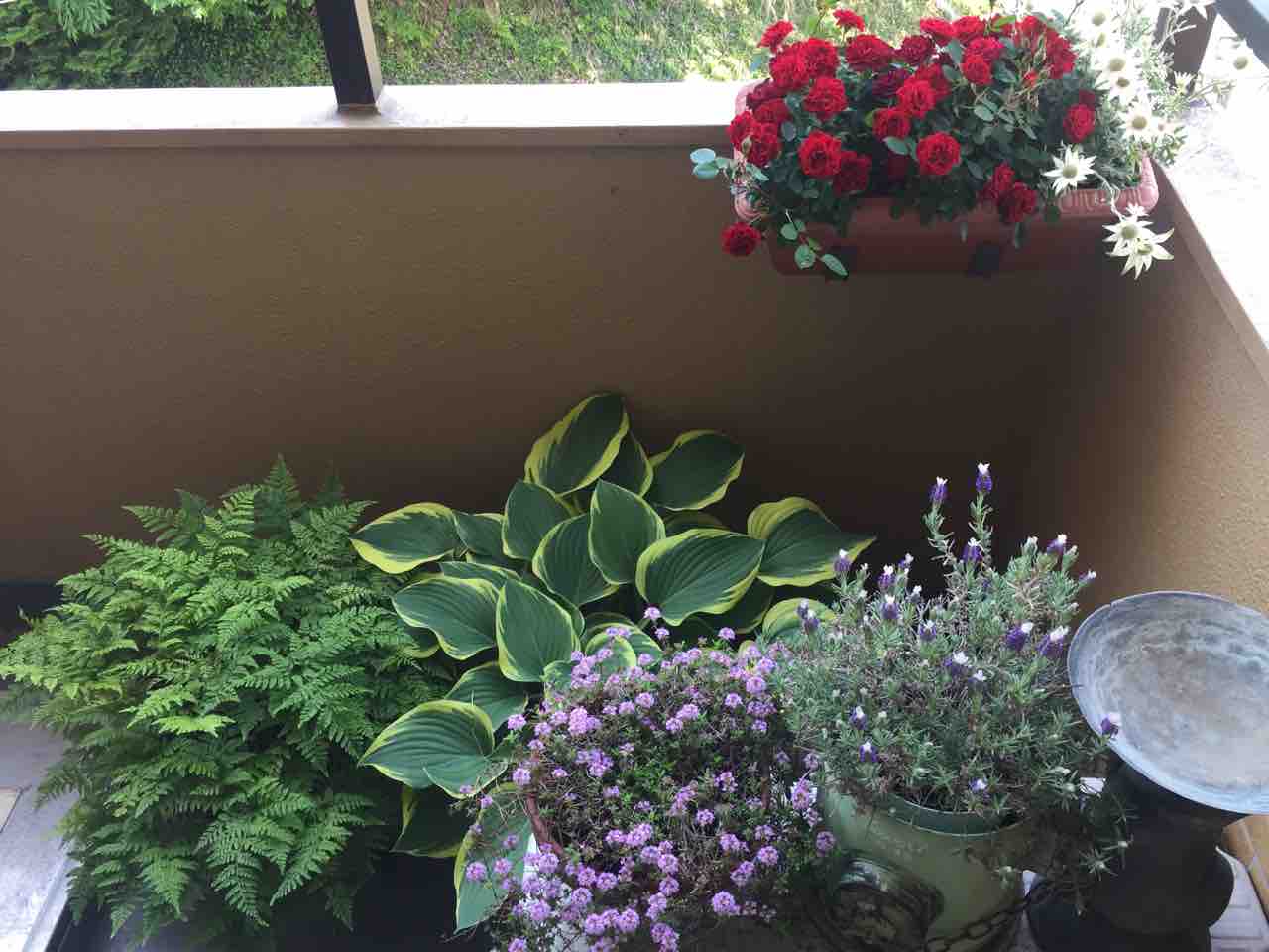 美しいもの探し 春の植物 だって 魔女だから