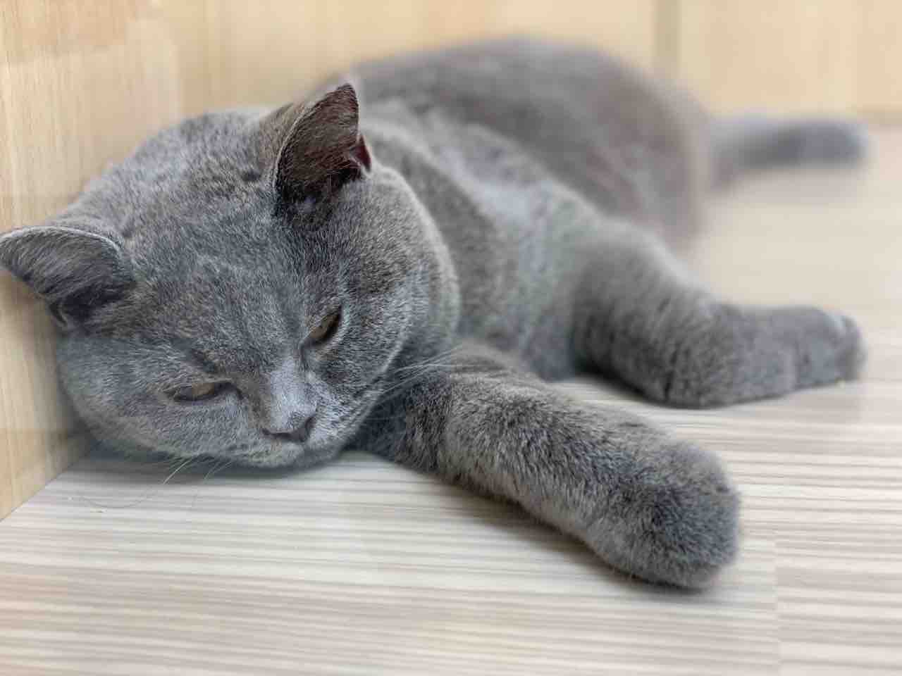 猫魔女様専用ページ - ypwatch.org 大手ECサイト 猫魔女様専用ページ その他