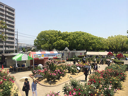 バラ祭り①