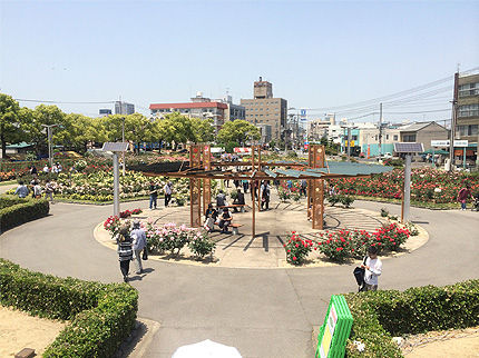 バラ祭り4