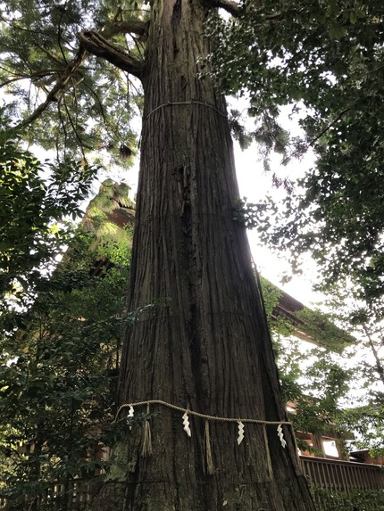 須佐神社の大杉①