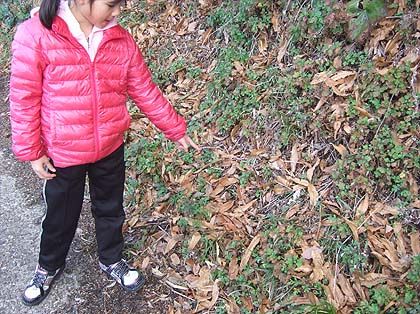 £Õ£Æ£Ï¥³¥ó¥¿¥¯¥È§