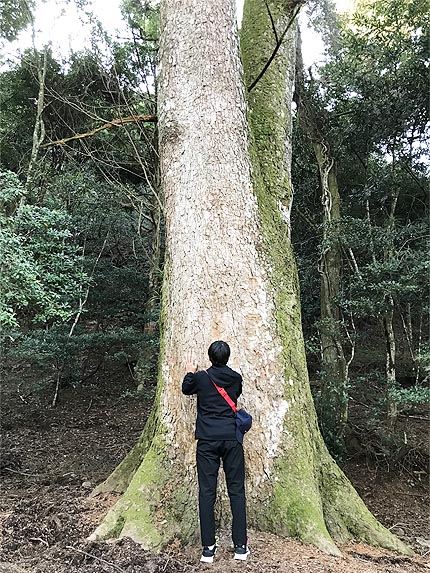 令和２年初詣＿巨木パワーチャージ1