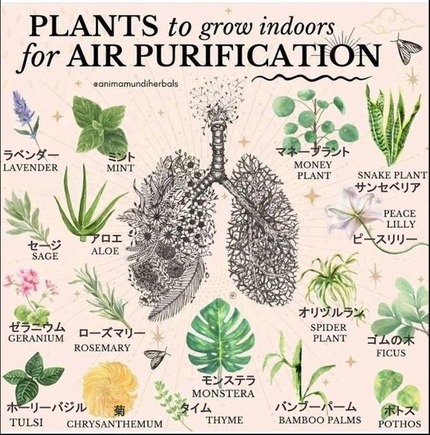 空気清浄用植物