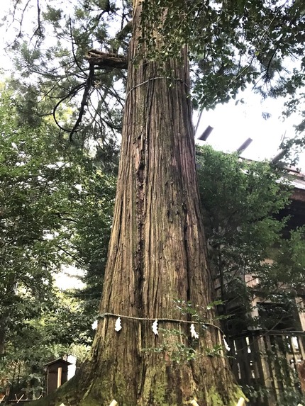 須佐神社2023_1201③大杉さん