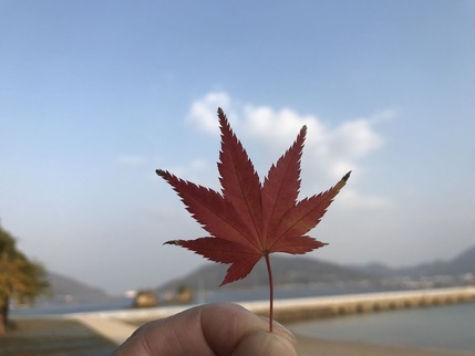 秋の紅葉の葉っぱ