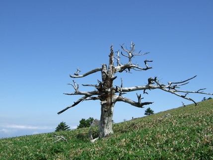 2007_0703石鎚山0023
