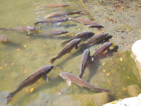 小石川後楽園_魚が群れなす