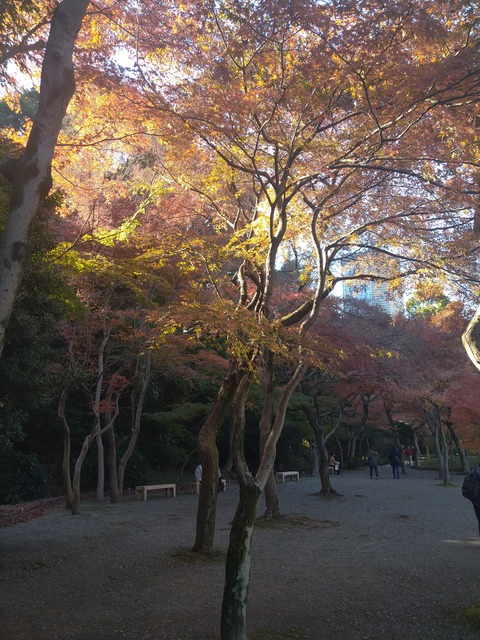 小石川後楽園_紅葉林と呼ばれるところ