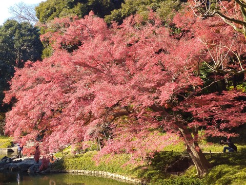 小石川後楽園_1258