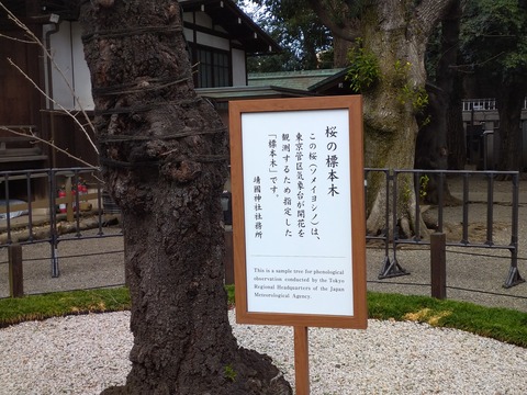 桜の標本木の看板