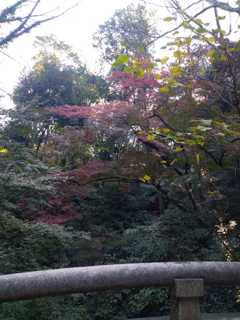 明治神宮_140_南参道の橋より_紅葉