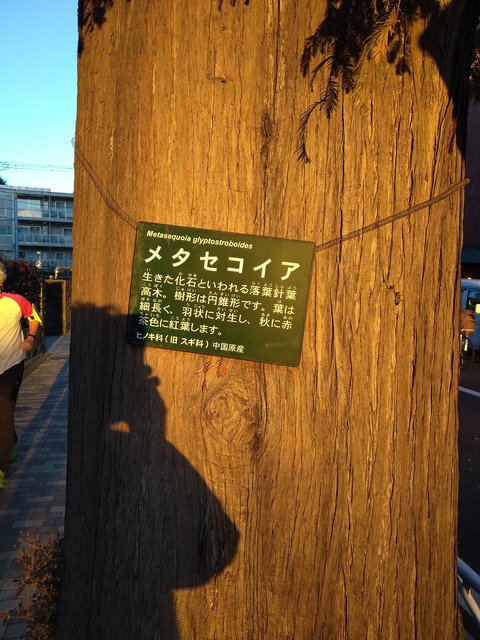 メタセコイア_1237