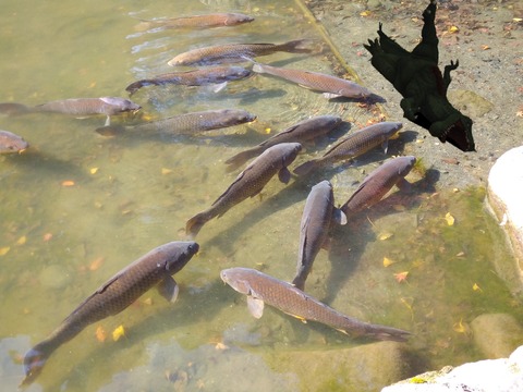 大怪魚現る