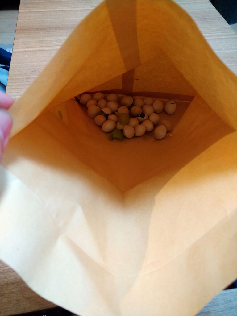 銀杏を電子レンジで温めてみた。 ふと思い立ってやってみた グルメな日常 編 銀杏を電子レンジで温めてみた。 ふと思い立ってやってみた グルメな日常 編