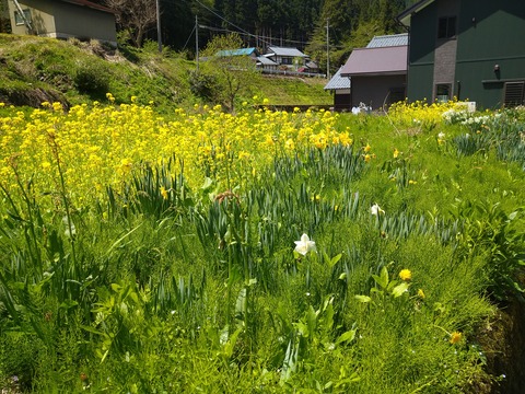 菜の花と水仙