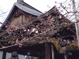 桜の標本木は開花していた