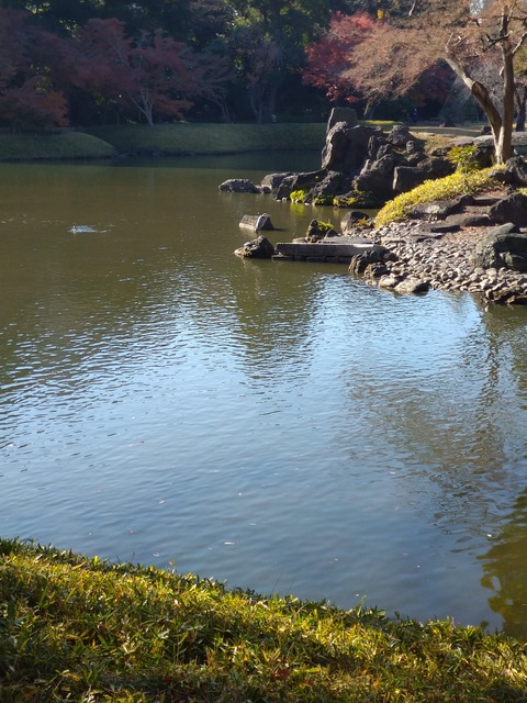 小石川後楽園_アオサギ