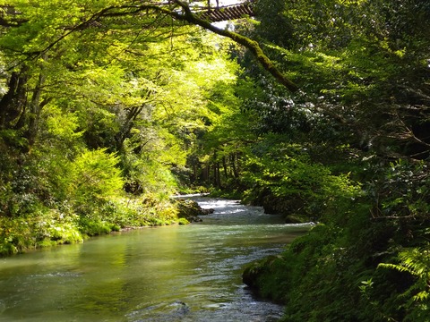 足羽川もまだ小さい