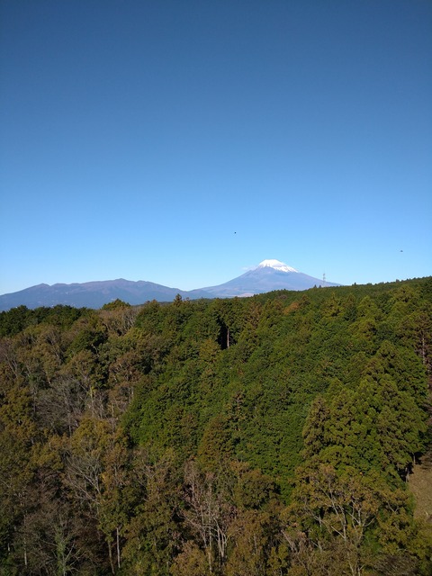 富士山の左上にトンビが飛んでる